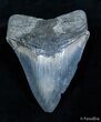 Beautiful Blue Inch Megalodon #2169-1